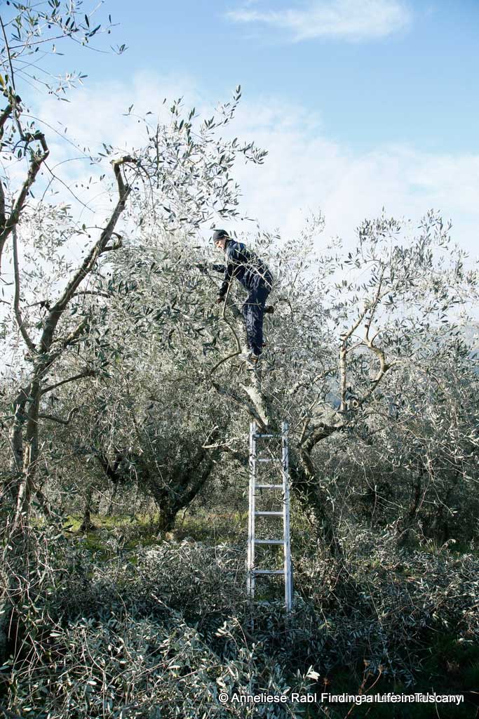 An olive harvest: Plant description - Anneliese Rabl